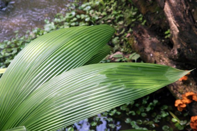 Куркулиго-молинерия — шикарные листья при минимальном уходе