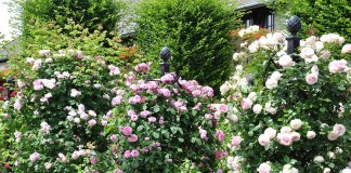 Плетистые розы клаймеры