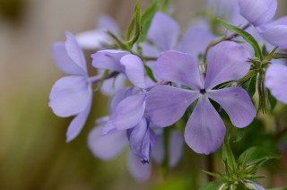 Флокс растопыренный (Phlox divaricata)