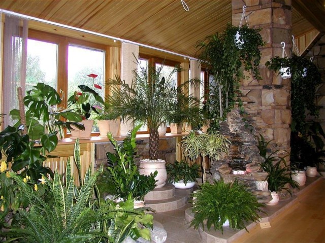 Для устройства комнатных альпинариев и рокариев часто выбирают обычные комнатные растения