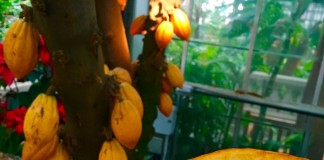 Шоколадное дерево в комнате — особенности выращивания какао