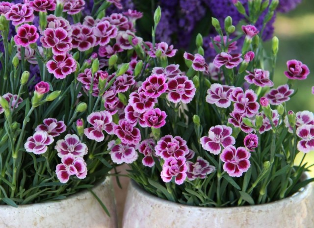 Гвоздика «Шабо» (Dianthus caryophyllus var. Chabaud) Гвоздика «Шабо» (Dianthus caryophyllus var. Chabaud)