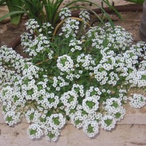 Лобулярия морская (Lobularia maritima) Лобулярия морская (Lobularia maritima)