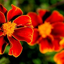 Бархатцы (Tagetes) Бархатцы (Tagetes)