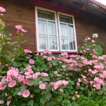 Лаватера (Lavatera) Лаватера (Lavatera)