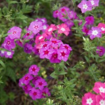 Флокс Друммонда (Phlox Drummondii) Флокс Друммонда (Phlox Drummondii)