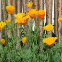 Эшшольция калифорнийская (Eschscholzia californica) Эшшольция калифорнийская (Eschscholzia californica)