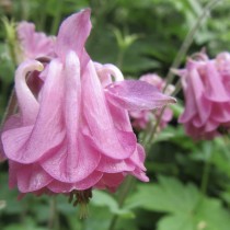Аквилегия (Aquilegia) Аквилегия (Aquilegia)