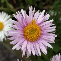 Астра альпийская (Aster alpinus) Астра альпийская (Aster alpinus)