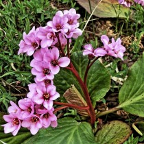 Бадан (Bergenia) Бадан (Bergenia)
