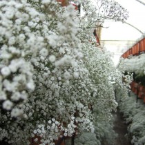 Гипсофила (Gypsophila) Гипсофила (Gypsophila)