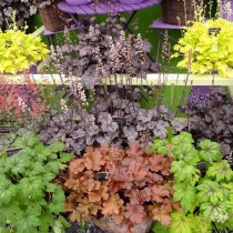 Гейхера (Heuchera) Гейхера (Heuchera)