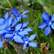 Горечавка (Gentiana) Горечавка (Gentiana)