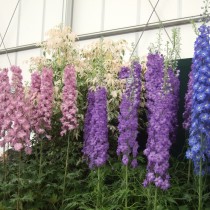 Дельфиниум (Delphinium) Дельфиниум (Delphinium)