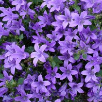 Колокольчик карпатский (Campanula carpatica) Колокольчик карпатский (Campanula carpatica)