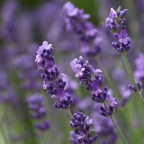 Лаванда (Lavandula) Лаванда (Lavandula)