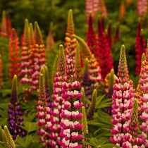 Люпин (Lupinus) Люпин (Lupinus)