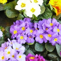 Примула (Primula) Примула (Primula)