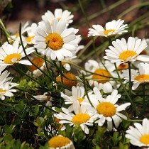 Нивяник (Leucanthemum) Нивяник (Leucanthemum)