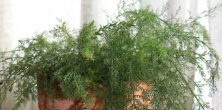 Тысячелистник обыкновенный (Achillea millefolium L.)