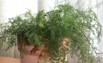 Тысячелистник обыкновенный (Achillea millefolium L.)