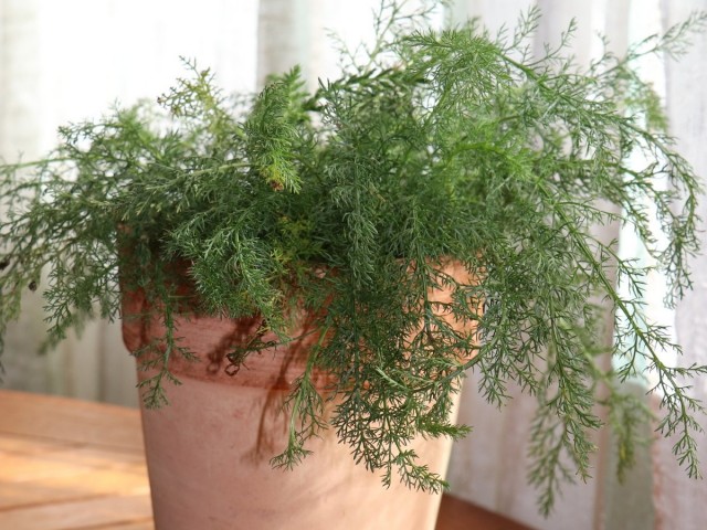 Тысячелистник обыкновенный (Achillea millefolium L.) Тысячелистник обыкновенный (Achillea millefolium L.)