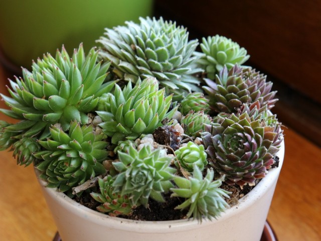 Молодило кровельное (Sempervivum tectorum L.) Молодило кровельное (Sempervivum tectorum L.)