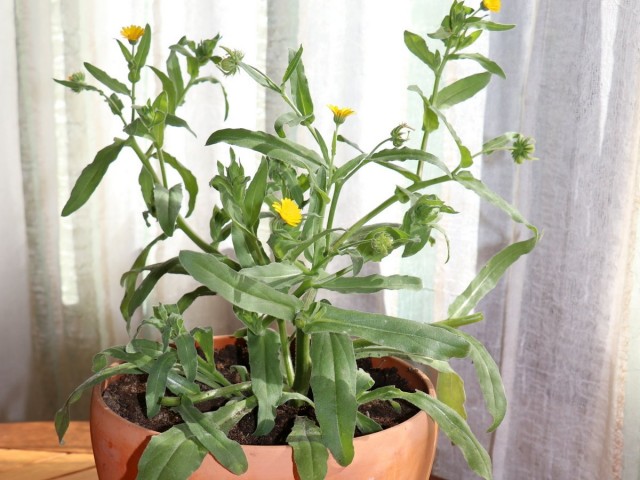 Календула полевая (Calendula arvensis) Календула полевая (Calendula arvensis)