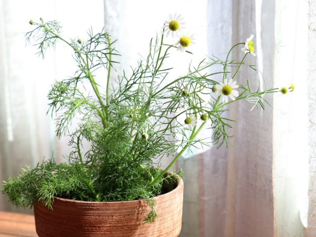 Ромашка аптечная (Chamomilla recutita L., Matricaria recutita L.) Ромашка аптечная (Chamomilla recutita L., Matricaria recutita L.)