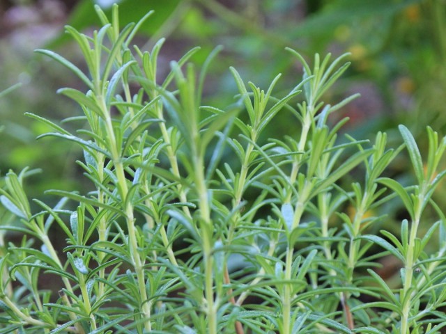 Розмарин лекарственный (Rosmarius officinalis L.) Розмарин лекарственный (Rosmarius officinalis L.)