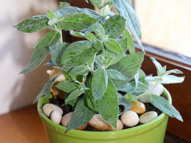 Мята длиннолистная (Mentha longifolia L.) Мята длиннолистная (Mentha longifolia L.)