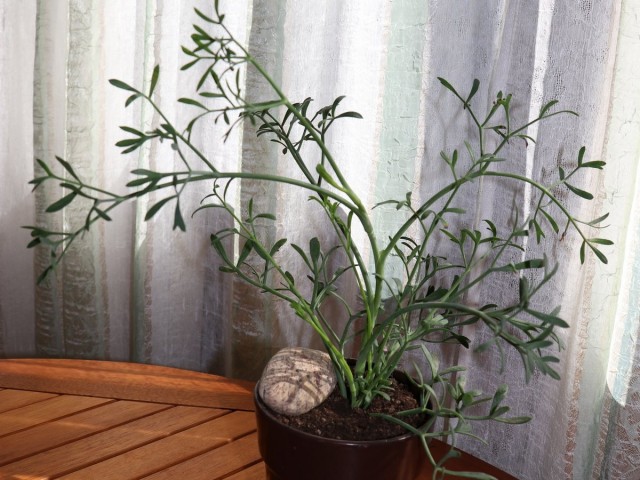 Критмум морской, или Приморский (Crithmum maritimum L.) Критмум морской, или Приморский (Crithmum maritimum L.)