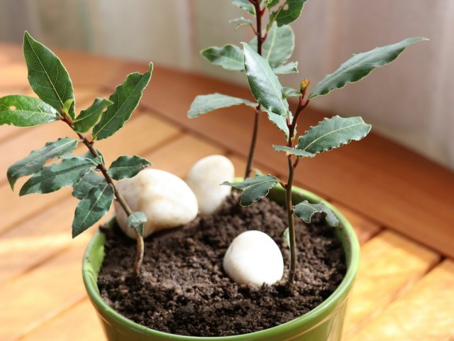 Лавр благородный (Laurus nobilis L.) Лавр благородный (Laurus nobilis L.)