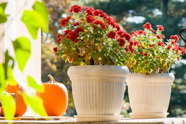 Хризантема корейская (Chrysanthémum × koreanum) Хризантема корейская (Chrysanthemum × koreanum)