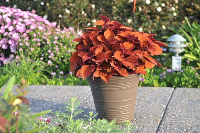 Колеус Блюме (Plectranthus scutellarioides) Колеус Блюме (Plectranthus scutellarioides)