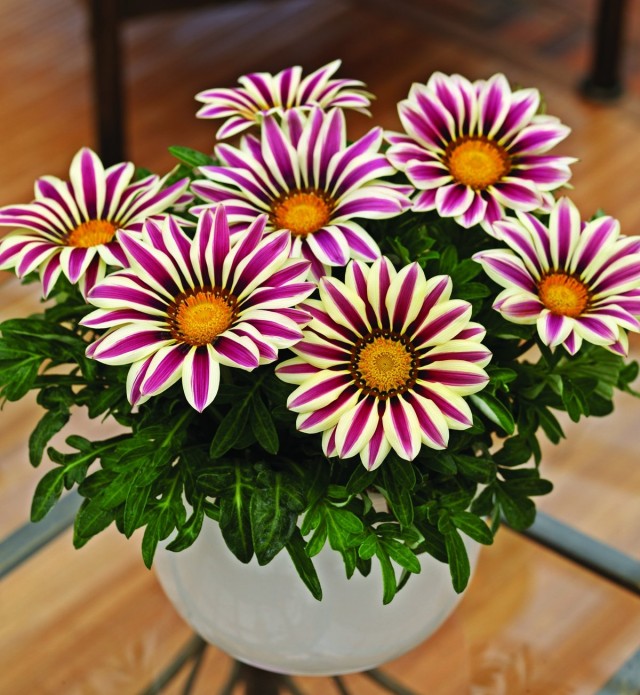 Гацания (Gazania) Гацания (Gazania)