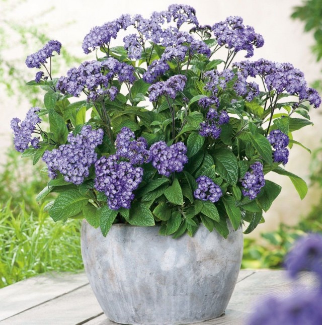 Гелиотроп древовидный (Heliotropium arborescens) Гелиотроп древовидный (Heliotropium arborescens)