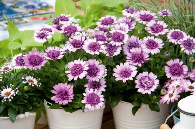 Остеоспермум (Osteospermum) Остеоспермум (Osteospermum)