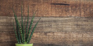 Сансевиерия цилиндрическая, или Цилиндрика (Sansevieria cylindrica)