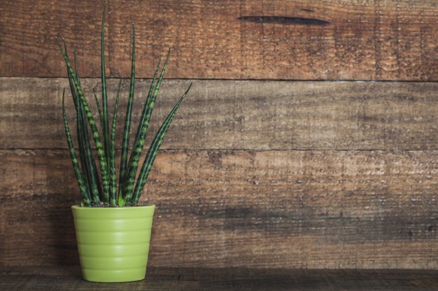 Сансевиерия цилиндрическая, или Цилиндрика (Sansevieria cylindrica) Сансевиерия цилиндрическая, или Цилиндрика (Sansevieria cylindrica)