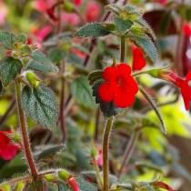 Ахименес прямостоячий (Achimenes erecta) Ахименес прямостоячий (Achimenes erecta)