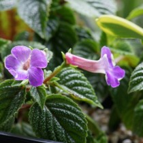 Ахименес крупноцветковый (Achimenes grandiflora) Ахименес крупноцветковый (Achimenes grandiflora)