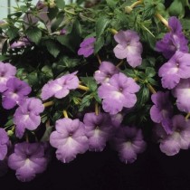 Ахименес длинноцветковый (Achimenes longifolia) Ахименес длинноцветковый (Achimenes longifolia)