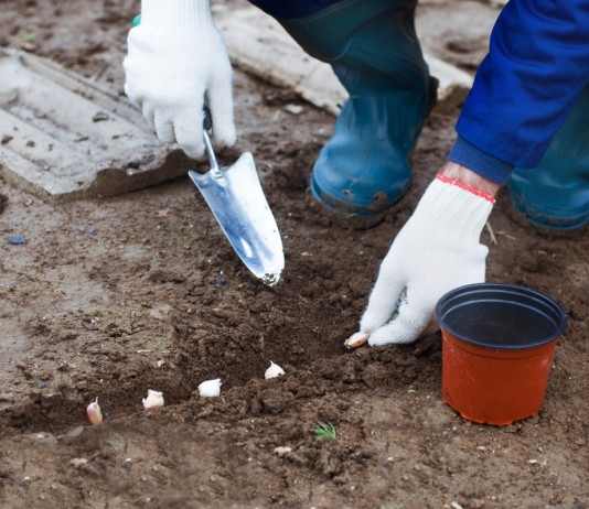 Что посадить под зиму?