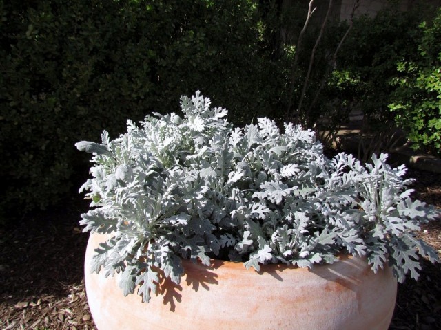  Цинерария приморская (Cineraria maritima)
