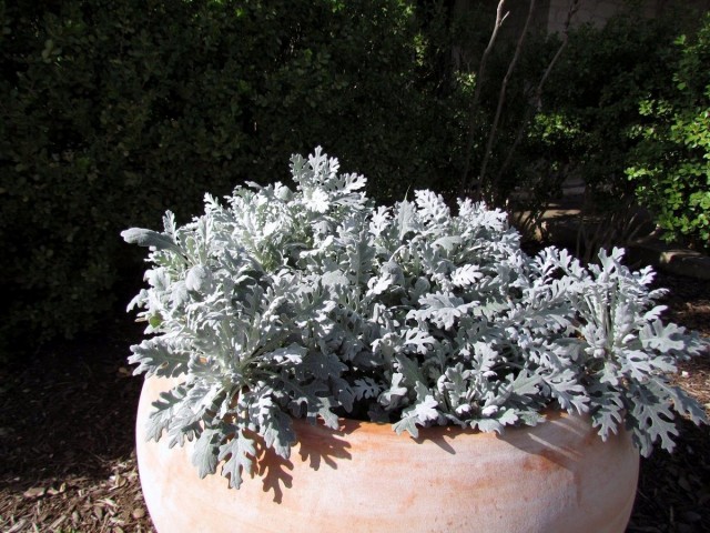 Цинерария приморская (Cineraria maritima) Цинерария приморская (Cineraria maritima)