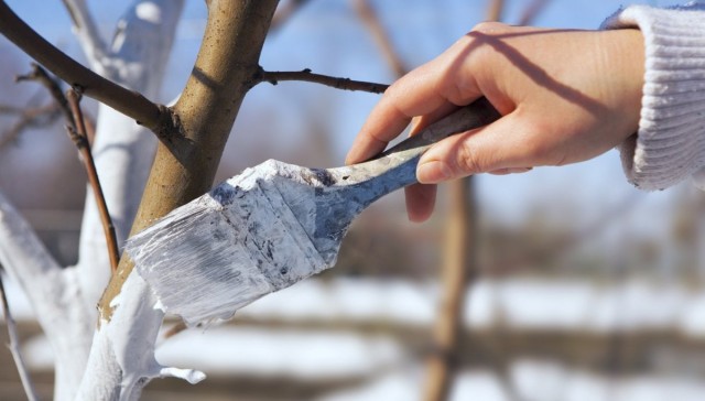 Побелка деревьев на зиму - один из эффективных методов профилактики против вредителей сада
