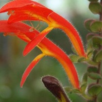 Колумнея мелколистная (Columnea microphylla) Колумнея мелколистная (Columnea microphylla)