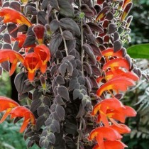 Колумнея мелкочашечковая (Columnea microcalyx) Колумнея мелкочашечковая (Columnea microcalyx)