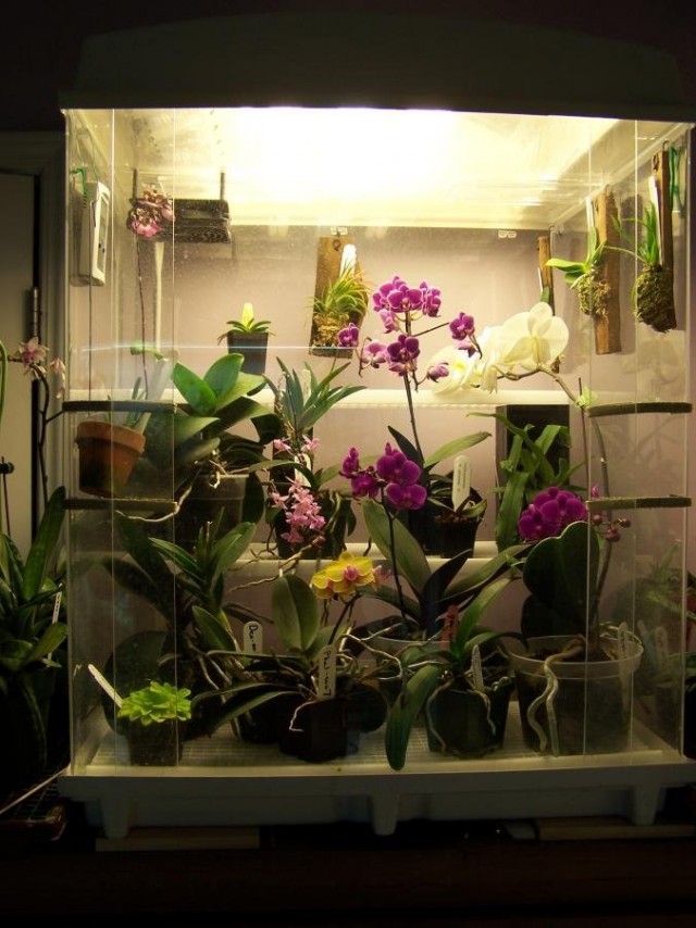 В «многоуровневых» моделях орхидариумов можно выращивать любые из комнатных орхидей - и самые редкие, и довольно типичные для жилых помещений, но капризные